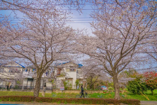 Sakura Osawa Stadt Mitaka Drehort Mitaka City Tokio — Stockfoto
