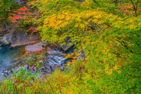 Forty Million Holes Autumn Leaves Shooting Location Gunma Prefecture — Foto de Stock
