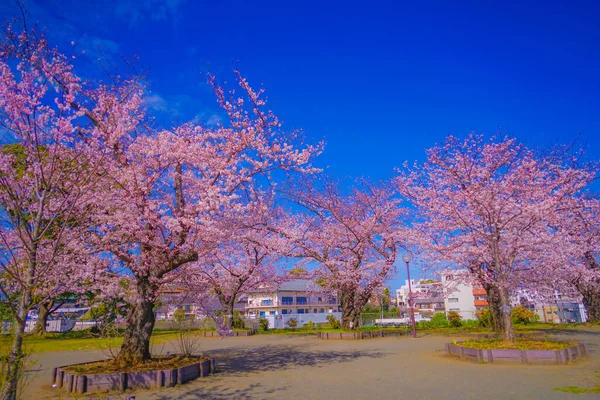 Cherry Blossoms Kogaya Park Shooting Location Kanagawa Yokohama — стоковое фото