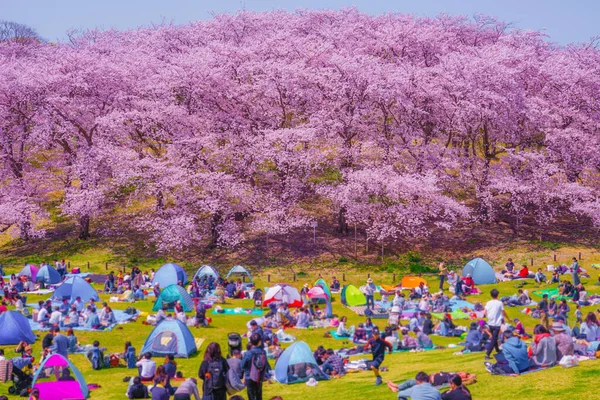 Cherry Blossoms Honkanzan Park Shooting Location Naka Yokohama Shi — Stock Photo, Image