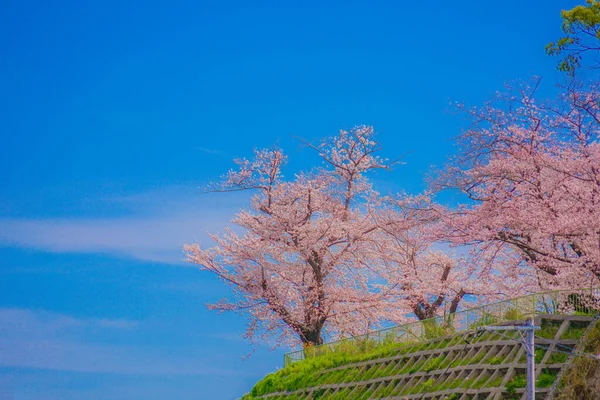 Kogaya Park Inda Kiraz Çiçekleri Çekim Yeri Kanagawa Yokohama — Stok fotoğraf