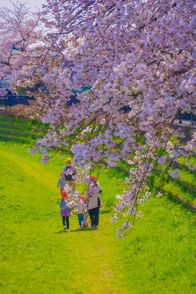 Nogawa Cherry Blossoms Kindergarten Children Shooting Location Tokyo Chofu City — Stock Photo, Image