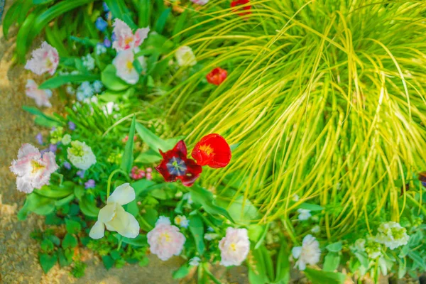 Colorful Tulips Fine Weather Shooting Location Naka Yokohama Shi — Foto Stock