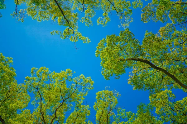 Image Fresh Greenery Sunbeams Shooting Location Naka Yokohama Shi — Stock Photo, Image