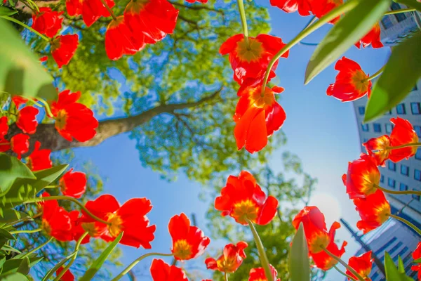 Muitas Tulipas Vermelhas Localização Tiroteio Naka Yokohama Shi — Fotografia de Stock