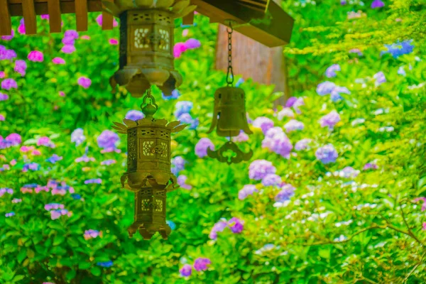 Linterna Estilo Japonés Hortensias Ubicación Del Tiroteo Kamakura City Kanagawa —  Fotos de Stock