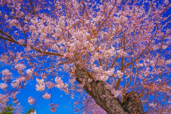 Цветение Сакуры Парке Когая Место Съемки Канагава Йокогама — стоковое фото