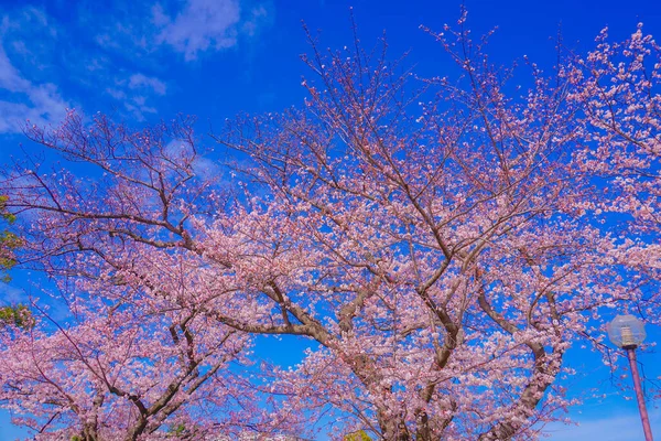 Les Cerisiers Fleurissent Dans Parc Kogaya Lieu Tournage Kanagawa Yokohama — Photo