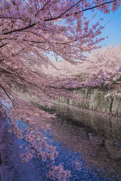Meguro River Full Bloom Cherry Blossoms Shooting Location Meguro Tokyo — 스톡 사진