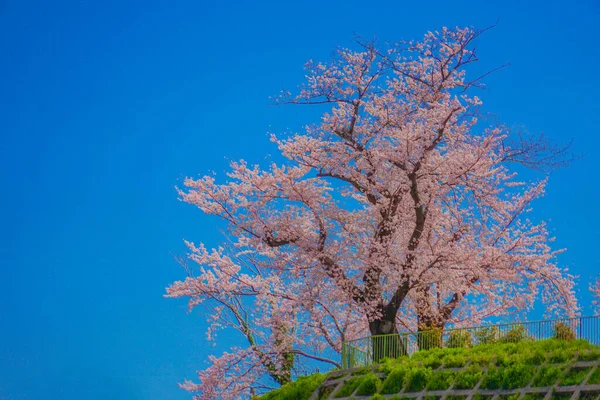 Kirschblüten Kogaya Park Drehort Kanagawa Yokohama — Stockfoto