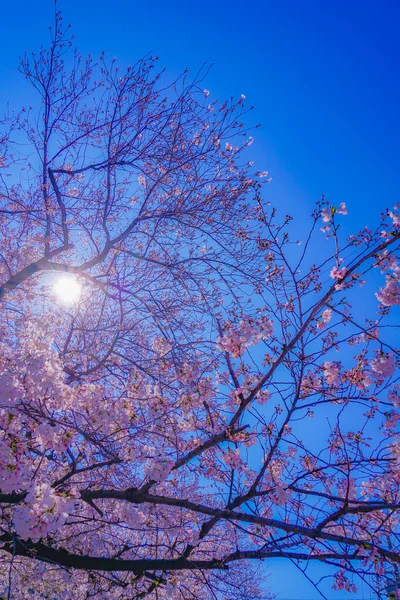 Cherry Blossoms Former Sumiyoshi Shibukawa Shooting Location Kawasaki City Kanagawa — стоковое фото