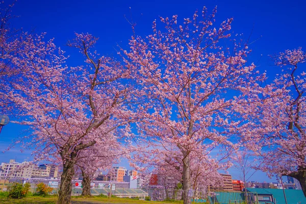 Cherry Blossoms Kogaya Park Shooting Location Kanagawa Yokohama — Foto Stock