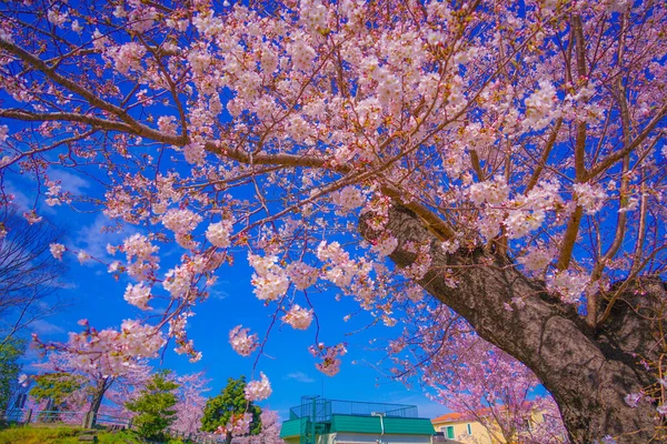 Cherry Blossoms Kogaya Park Shooting Location Kanagawa Yokohama — Stock fotografie