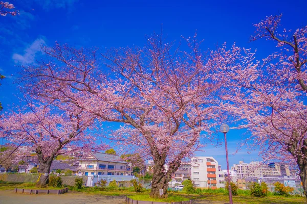 Cherry Blossoms Kogaya Park Shooting Location Kanagawa Yokohama — Foto Stock
