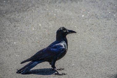 Jet-black crow (Hashibuto cam). Çekim Konumu: Ota -ku, Tokyo