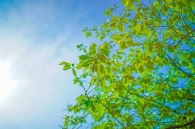 Taze yeşillik ve güneş ışınlarının görüntüsü. Çekim yeri: Naka -ku, Yokohama -shi