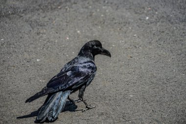 Jet-black crow (Hashibuto cam). Çekim Konumu: Ota -ku, Tokyo