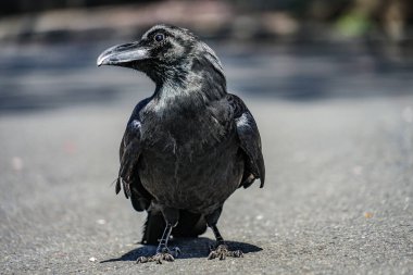 Jet-black crow (Hashibuto cam). Çekim Konumu: Ota -ku, Tokyo
