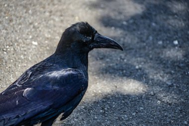 Jet-black crow (Hashibuto cam). Çekim Konumu: Ota -ku, Tokyo