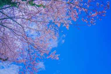 Kogaya Park 'ında kiraz çiçekleri. Çekim yeri: Kanagawa -ku, Yokohama