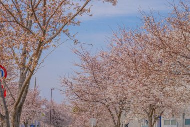 Mitaka City, Osawa 'da Sakura. Çekim yeri: Mitaka Şehri, Tokyo