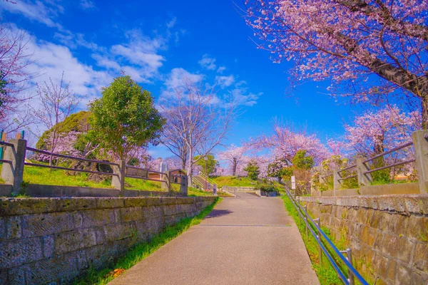 Fiori Ciliegio Kogaya Park Ubicazione Delle Riprese Kanagawa Yokohama — Foto Stock