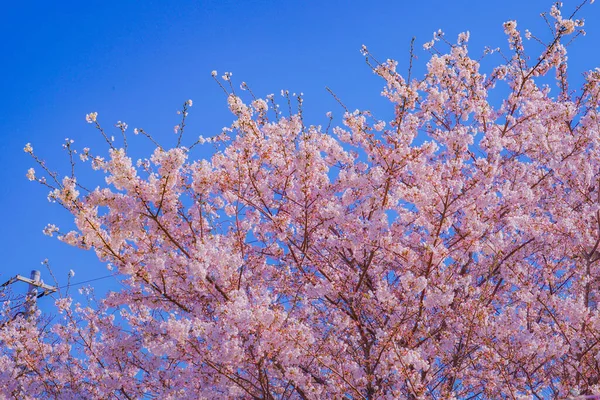Cherry Blossoms Former Sumiyoshi Shibukawa Shooting Location Kawasaki City Kanagawa — Foto de Stock