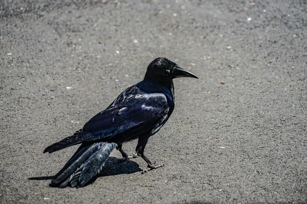 Jet Black Crow Hashibuto Glass Shooting Location Ota Tokyo — Stock fotografie