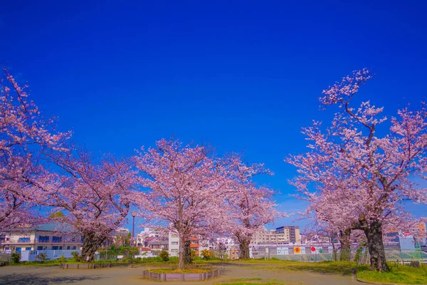 Körsbärsblommor Kogaya Park Skytteläge Kanagawa Yokohama — Stockfoto