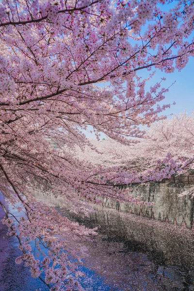 Meguro River Och Full Blom Körsbär Blommor Fotografering Plats Meguro — Stockfoto
