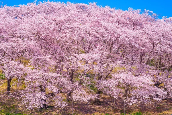 Cherry Blossoms Honkanzan Park Shooting Location Naka Yokohama Shi — ストック写真