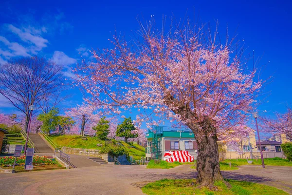 Kwitnie Wiśnia Parku Kogaya Rozmieszczenie Kanagawa Jokohama — Zdjęcie stockowe