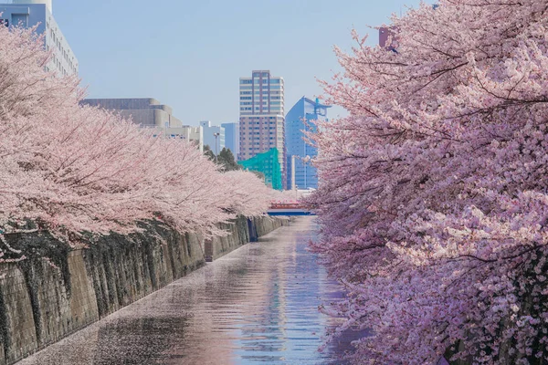 Rzeka Meguro Pełne Kwiaty Wiśni Rozmieszczenie Meguro Tokio — Zdjęcie stockowe