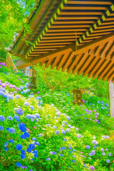 Laterne Und Hortensie Japanischen Stil Drehort Stadt Kamakura Präfektur Kanagawa — Stockfoto