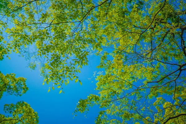 Imagem Vegetação Fresca Raios Sol Localização Tiroteio Naka Yokohama Shi — Fotografia de Stock