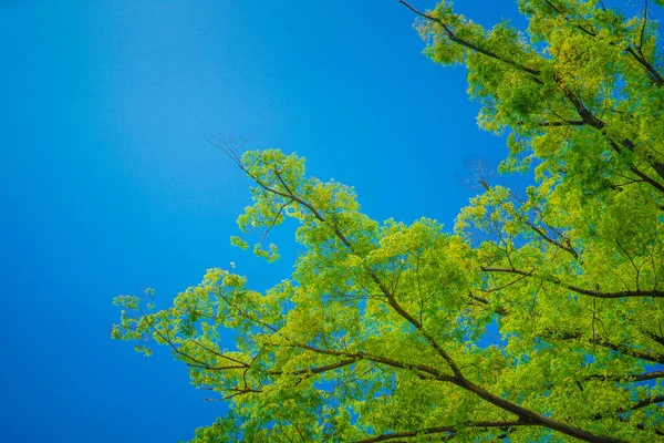 Imagem Vegetação Fresca Raios Sol Localização Tiroteio Naka Yokohama Shi — Fotografia de Stock