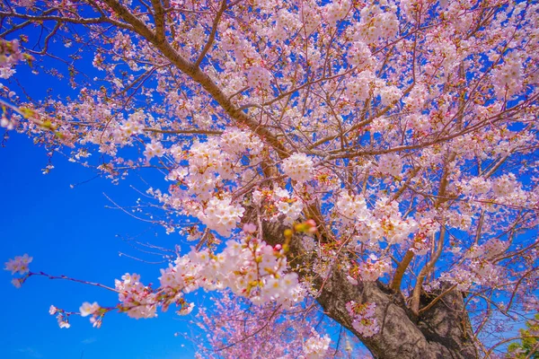 Cherry Blossoms Kogaya Park Shooting Location Kanagawa Yokohama — стокове фото