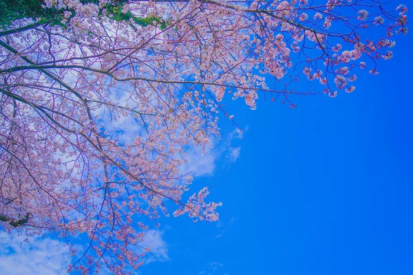 Kogaya Park 'ında kiraz çiçekleri. Çekim yeri: Kanagawa -ku, Yokohama