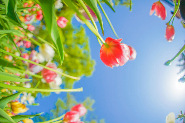 Colorful tulips and fine weather. Shooting Location: Naka -ku, Yokohama -shi