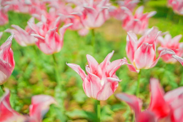 Muitas Tulipas Cor Rosa Localização Tiroteio Naka Yokohama Shi — Fotografia de Stock