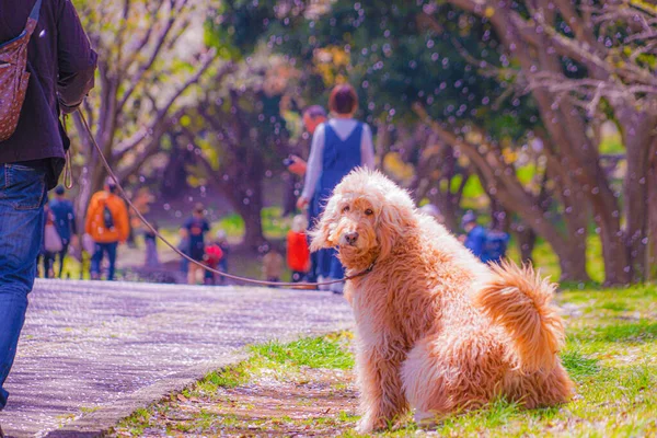 Golden Dollar Sakura Shooting Location Naka Yokohama Shi — стоковое фото