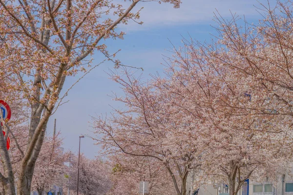Mitaka City, Osawa 'da Sakura. Çekim yeri: Mitaka Şehri, Tokyo