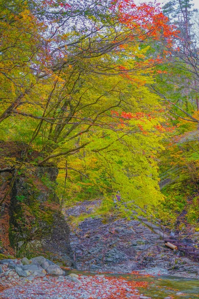 Forty Million Holes Autumn Leaves Shooting Location Gunma Prefecture — Fotografia de Stock