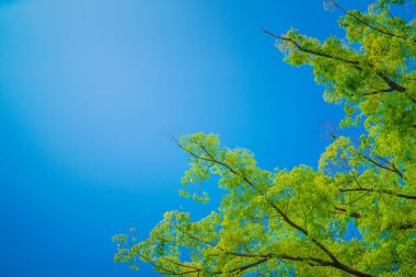 Taze yeşillik ve güneş ışınlarının görüntüsü. Çekim yeri: Naka -ku, Yokohama -shi