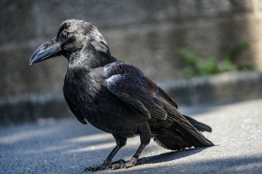 Jet-black crow (Hashibuto cam). Çekim Konumu: Ota -ku, Tokyo