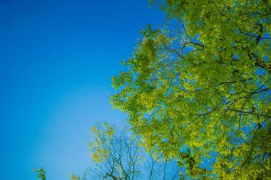 Taze yeşillik ve güneş ışınlarının görüntüsü. Çekim yeri: Naka -ku, Yokohama -shi
