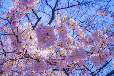 Eski Sumiyoshi Shibukawa boyunca kiraz çiçekleri. Çekim yeri: Kawasaki Şehri, Kanagawa Bölgesi