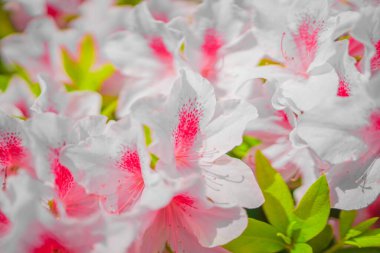 Pembe Satsuki Azalea. Çekim yeri: Naka -ku, Yokohama -shi