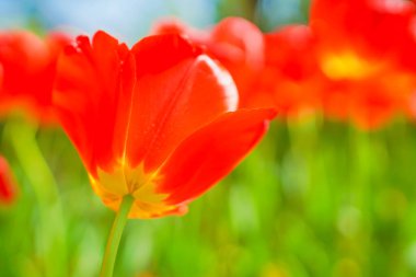 Bir sürü kırmızı lale. Çekim yeri: Naka -ku, Yokohama -shi