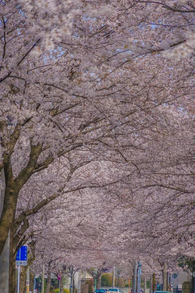 Sakura Osawa Mitaka City Localização Tiroteio Mitaka City Tokyo — Fotografia de Stock